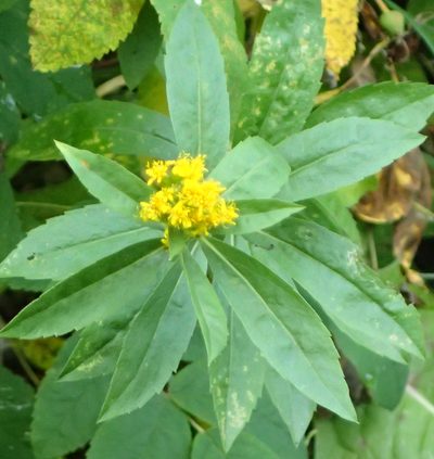 Solidago lepida, photographed by Connie Taylor