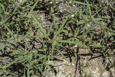Euphorbia exstipulata, photographed by Craig Martin