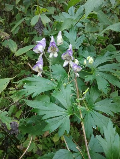 Aconitum noveboracense, photographed by Rafael Medina