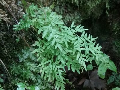 Cryptogramma stelleri, photographed by Rafael Medina
