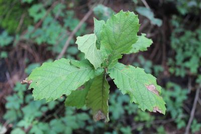 Quercus crassifolia, photographed by Said Jimenez