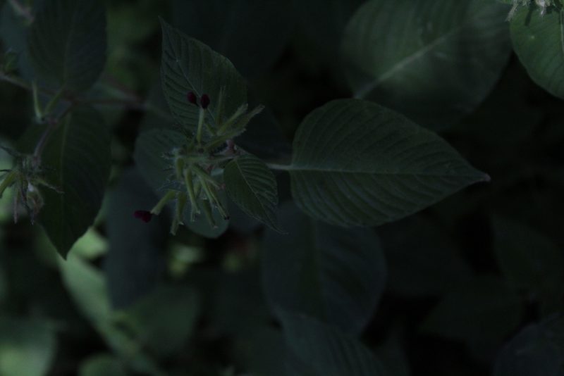 Cuphea paucipetala, photographed by Said Jimenez