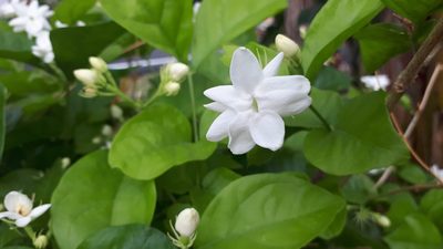 Jasminum sambac, photographed by Ong Jyh Seng