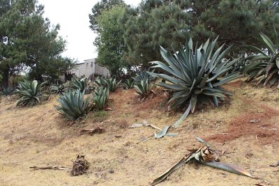 Agave mapisaga, photographed by Said Jimenez