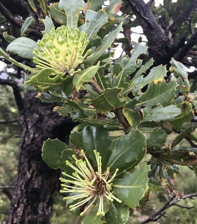 Banksia ilicifolia, photographed by Ann Bentley