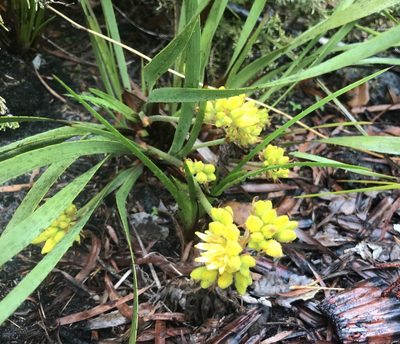 Conostylis aculeata, photographed by Ann Bentley