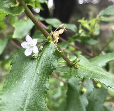 Myoporum oppositifolium, photographed by Ann Bentley