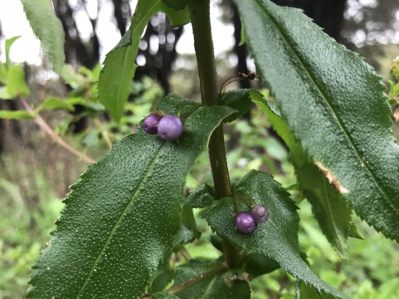 Myoporum oppositifolium, photographed by Ann Bentley