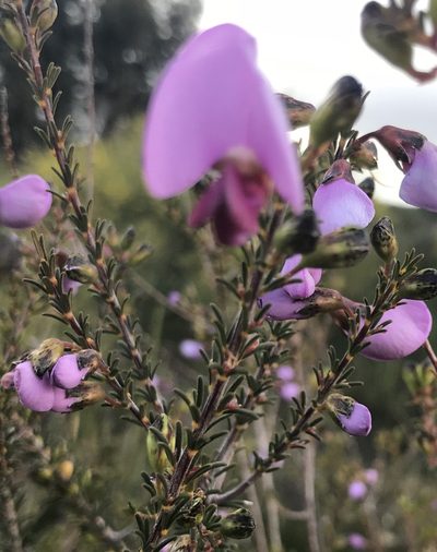 Gompholobium scabrum, photographed by Ann Bentley