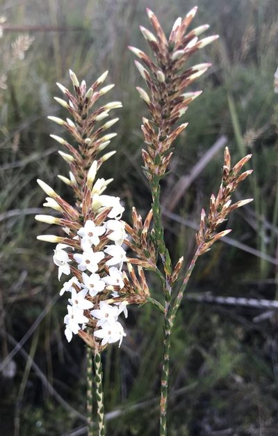 Lysinema pentapetalum, photographed by Ann Bentley