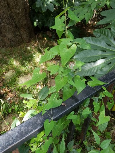 Dioscorea japonica, photographed by Yoshihiro Tokue