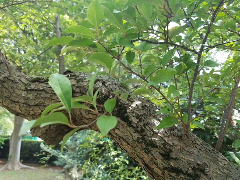 Elaeagnus multiflora, photographed by Yoshihiro Tokue