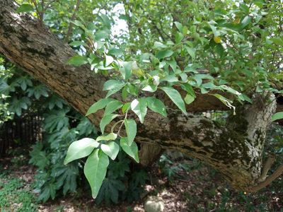 Elaeagnus multiflora, photographed by Yoshihiro Tokue