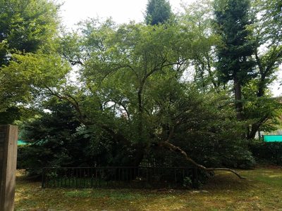 Elaeagnus multiflora, photographed by Yoshihiro Tokue