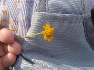 Heliopsis buphthalmoides, photographed by Brian Dickerson