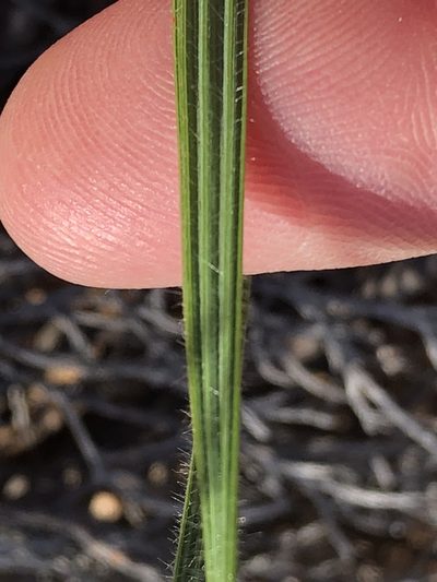 Babiana radiata, photographed by Dave U