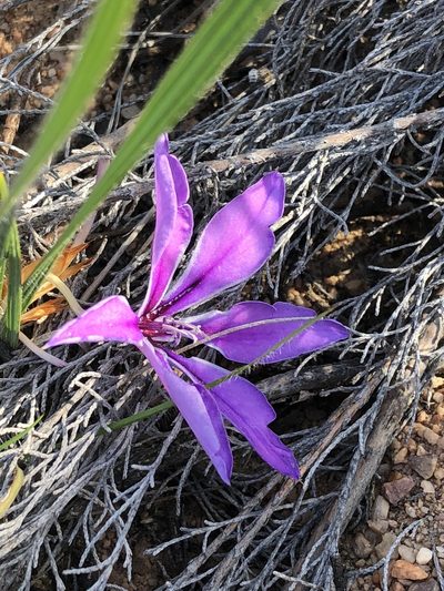 Babiana radiata, photographed by Dave U