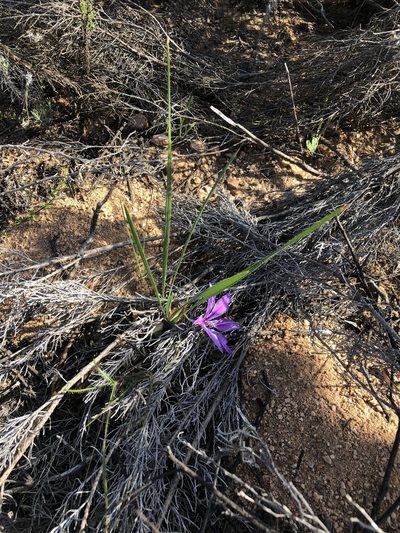 Babiana radiata, photographed by Dave U