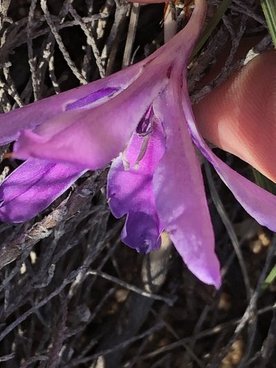 Babiana radiata, photographed by Dave U