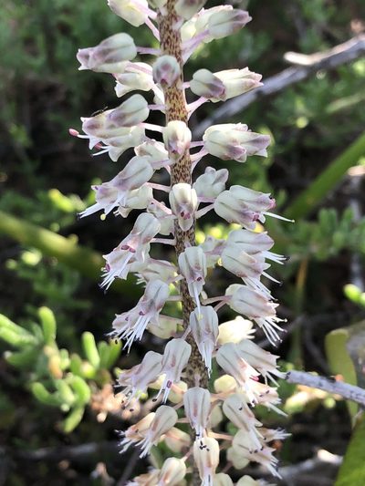 Lachenalia haarlemensis, photographed by Dave U