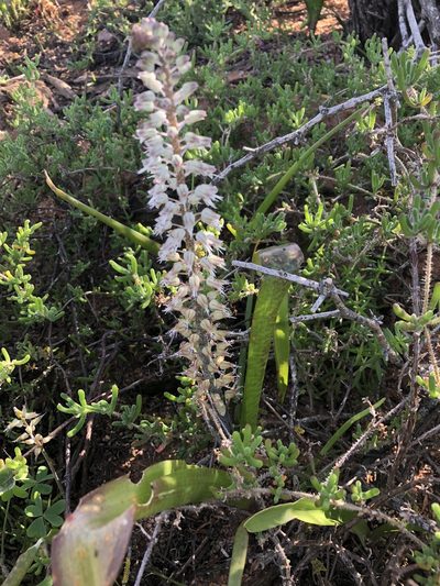 Lachenalia haarlemensis, photographed by Dave U
