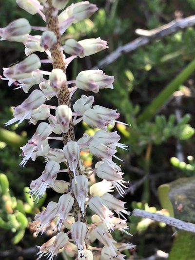 Lachenalia haarlemensis, photographed by Dave U