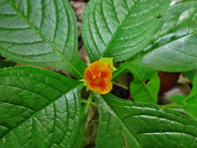 Chrysothemis friedrichsthaliana, photographed by Annika Lindqvist