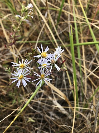 Symphyotrichum hallii, photographed by Matt Benotsch