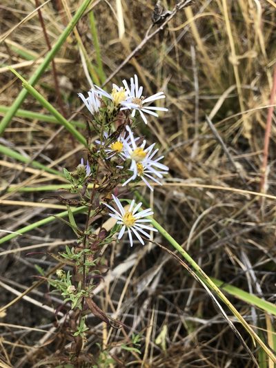 Symphyotrichum hallii, photographed by Matt Benotsch