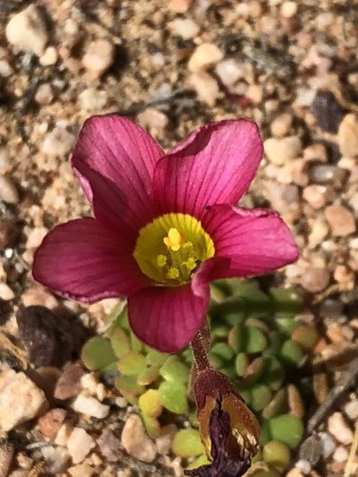 Oxalis inaequalis, photographed by Dave U