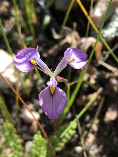 Moraea cuspidata, photographed by Dave U