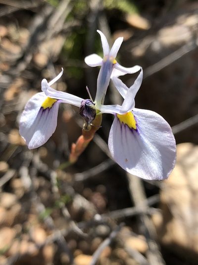 Moraea cuspidata, photographed by Dave U