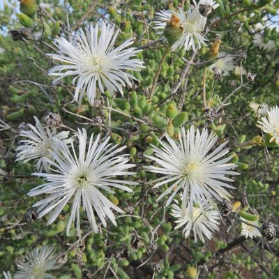 Mesembryanthemum noctiflorum, photographed by Kevin Murray