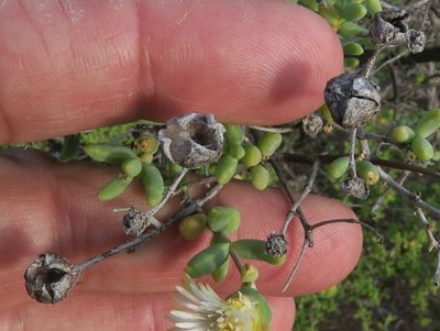 Mesembryanthemum noctiflorum, photographed by Kevin Murray