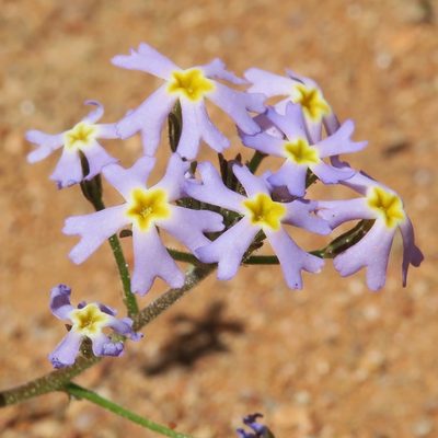 Manulea silenoides, photographed by Kevin Murray