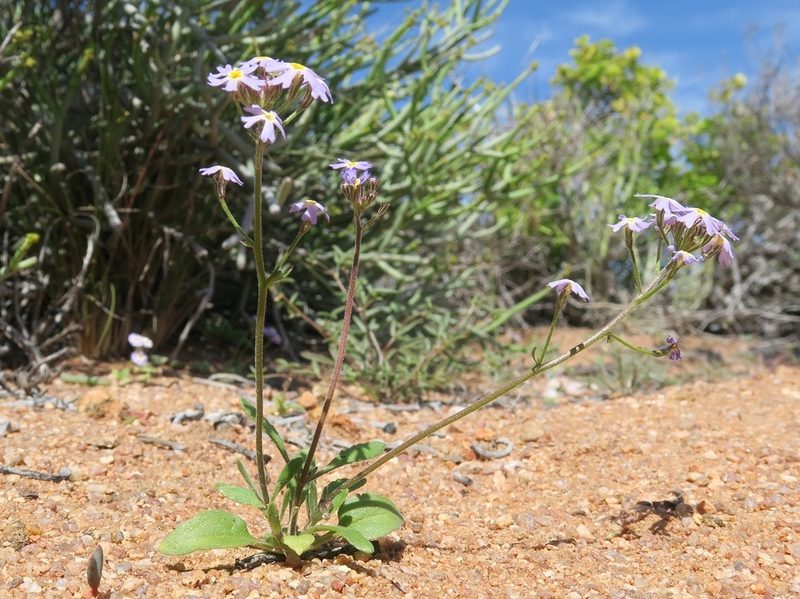 Manulea silenoides, photographed by Kevin Murray