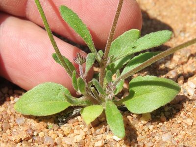 Manulea silenoides, photographed by Kevin Murray