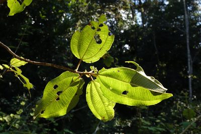 Dichaetanthera cordifolia, photographed by Stuart Cable