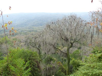 Ceiba trischistandra, photographed by eamonccorbett
