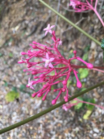 Vasconcellea parviflora, photographed by eamonccorbett