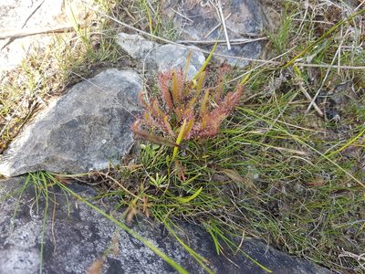 Drosera linearis, photographed by Mads Bray