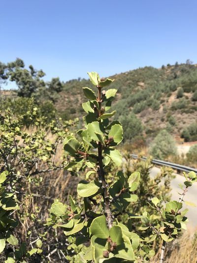 Ceanothus ferrisiae, photographed by Scott Yarger