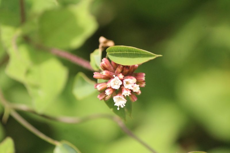 Pisoniella arborescens, photographed by José Belem Hernández Díaz