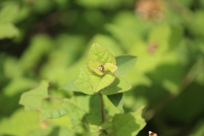 Pisoniella arborescens, photographed by José Belem Hernández Díaz