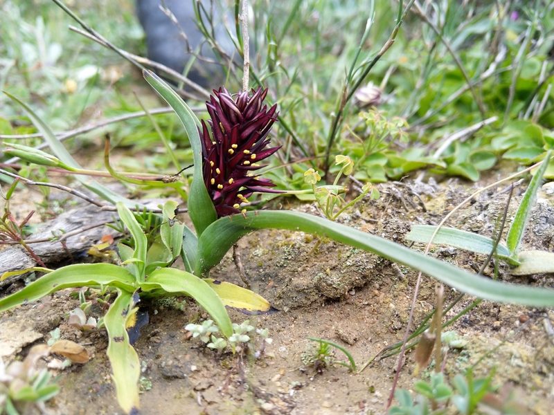 Wurmbea marginata, photographed by Jacques van der Merwe