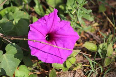 Ipomoea lozanii, photographed by José Belem Hernández Díaz