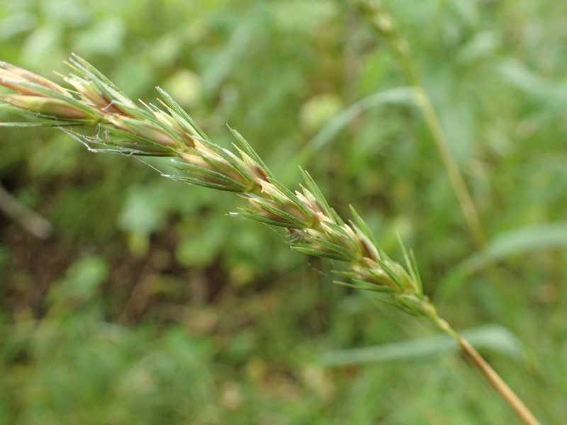 Elymus curvatus, photographed by Allan Harris