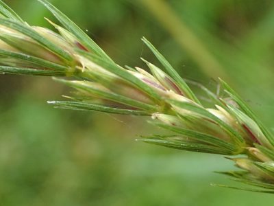 Elymus curvatus, photographed by Allan Harris