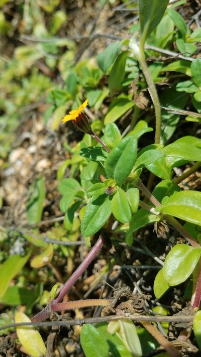 Pectis multiflosculosa, photographed by Alan Rockefeller