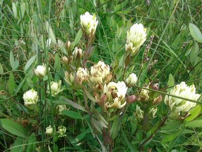 Castilleja septentrionalis, photographed by Quinten Wiegersma